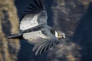 condor