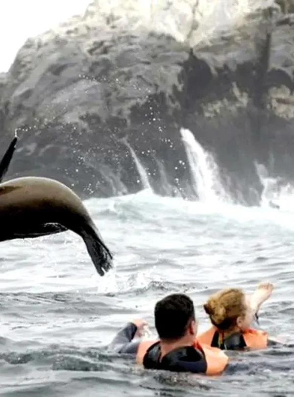 palomino island lima