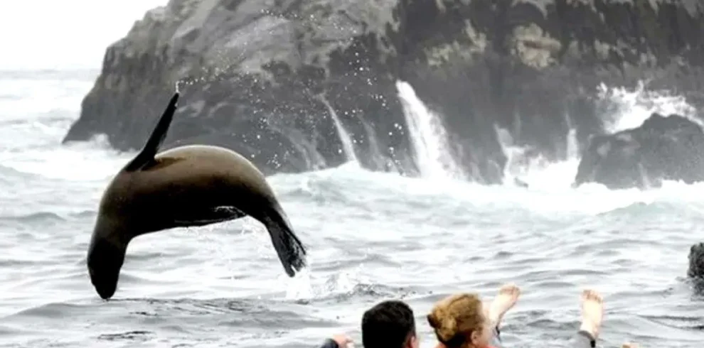 palomino island lima