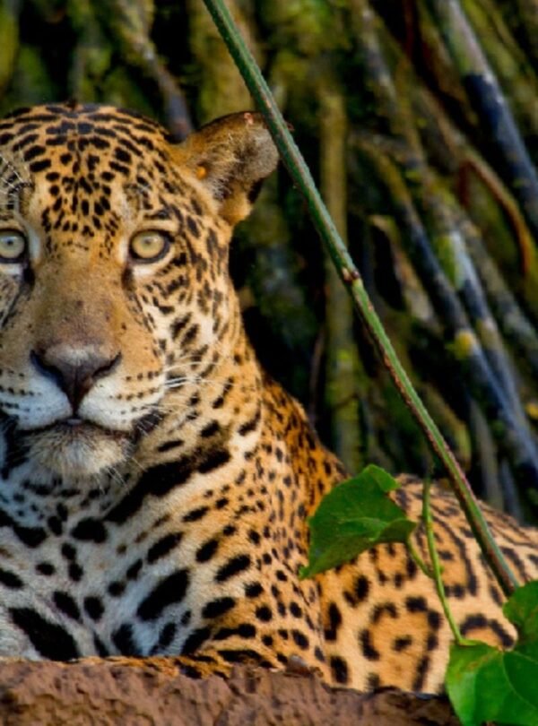 Jaguar Amazonas