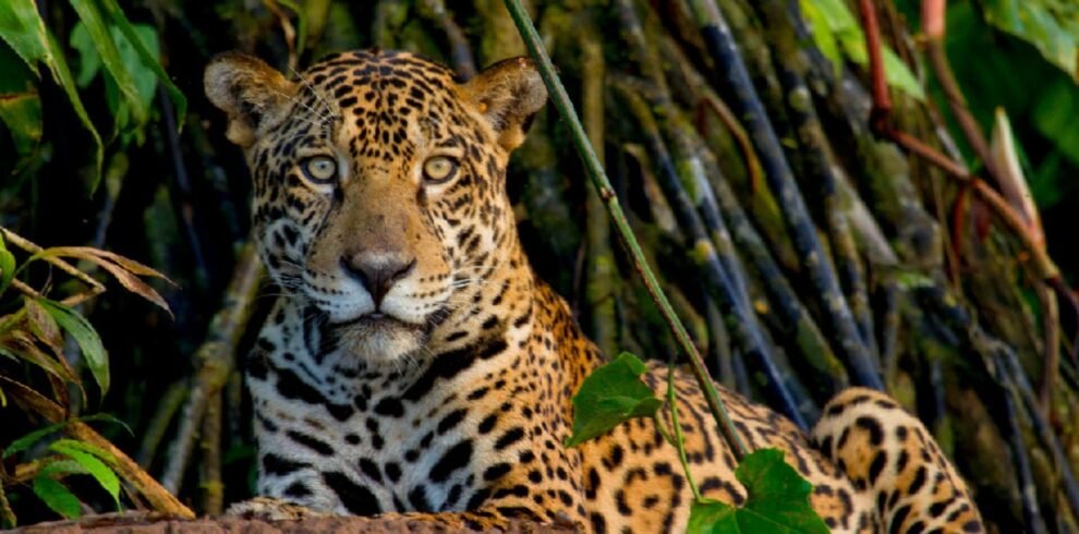Jaguar Amazonas