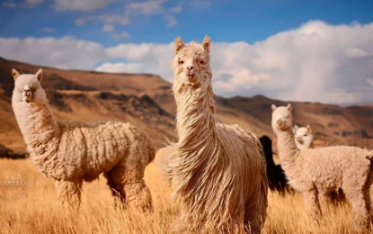 The Fascinating Camelids Of Cusco: Llamas, Alpacas, Vicunas and Guanacos 5 The Fascinating Camelids Of Cusco: Llamas, Alpacas, Vicunas and Guanacos