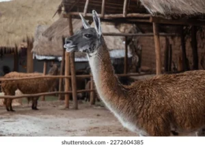 The Fascinating Camelids Of Cusco: Llamas, Alpacas, Vicunas and Guanacos 5 guanaco llamas
