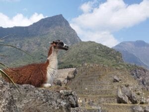 The Fascinating Camelids Of Cusco: Llamas, Alpacas, Vicunas and Guanacos 2 llama machu picchu
