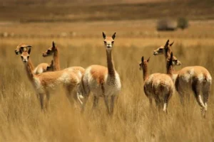 The Fascinating Camelids Of Cusco: Llamas, Alpacas, Vicunas and Guanacos 4 vicuna llamas
