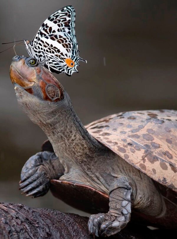 Reserva tambopata 17