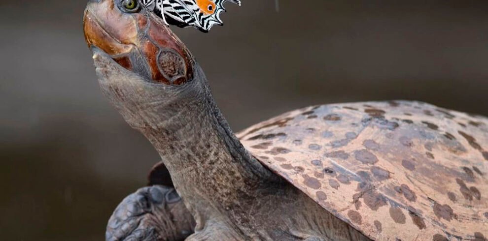 Reserva tambopata 17