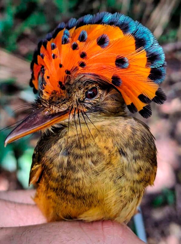 Reserva tambopata 21