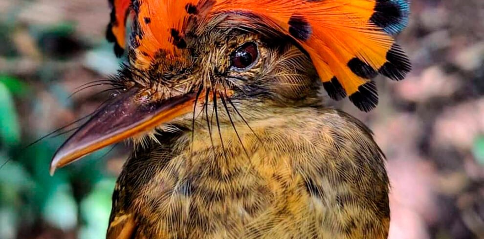 Reserva tambopata 21