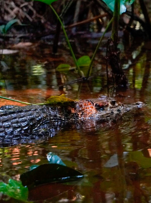 Reserva tambopata 27