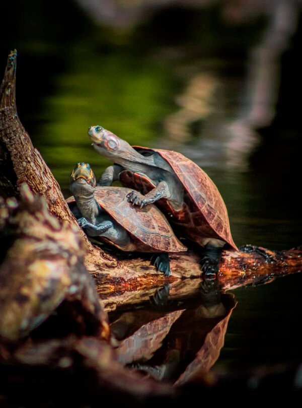 Reserva tambopata 32