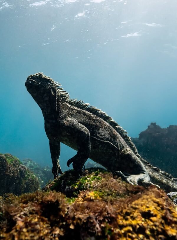 Ecuador 11 galapagos 06