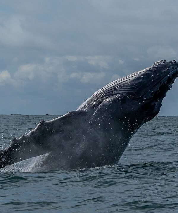 punta arenas ballena jorobada