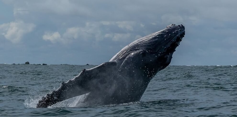 punta arenas ballena jorobada
