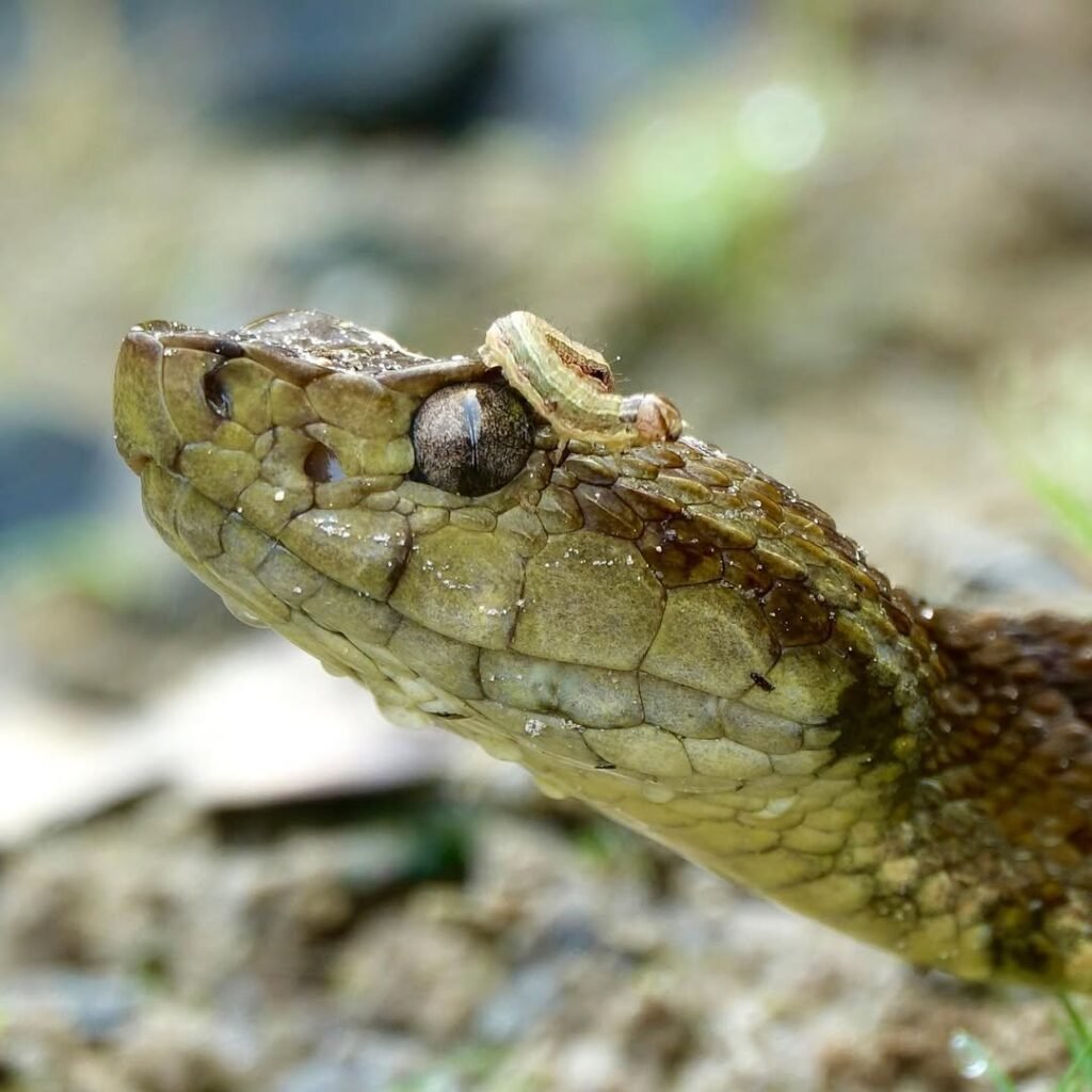 Fer De Lance Botrox AtroxOne of the most dangerous snake in the Amazon. We got 6 feet near by an