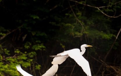 See the Amazon Differently