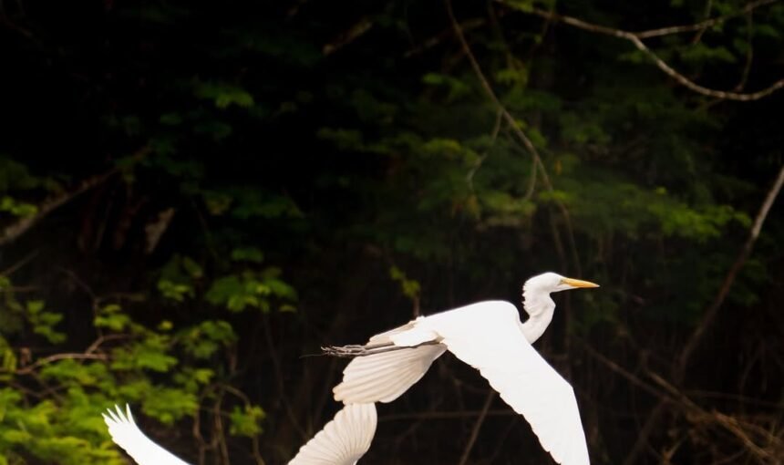 See the Amazon Differently 4 See the Amazon Differently