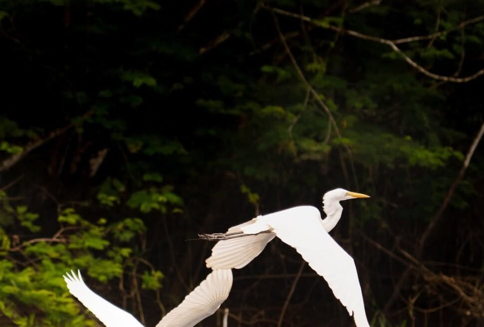 🇪🇸Hemos vuelto del Amazonas de Peru❤️Han sido cuatro noches increibles donde hemos podido disf 1