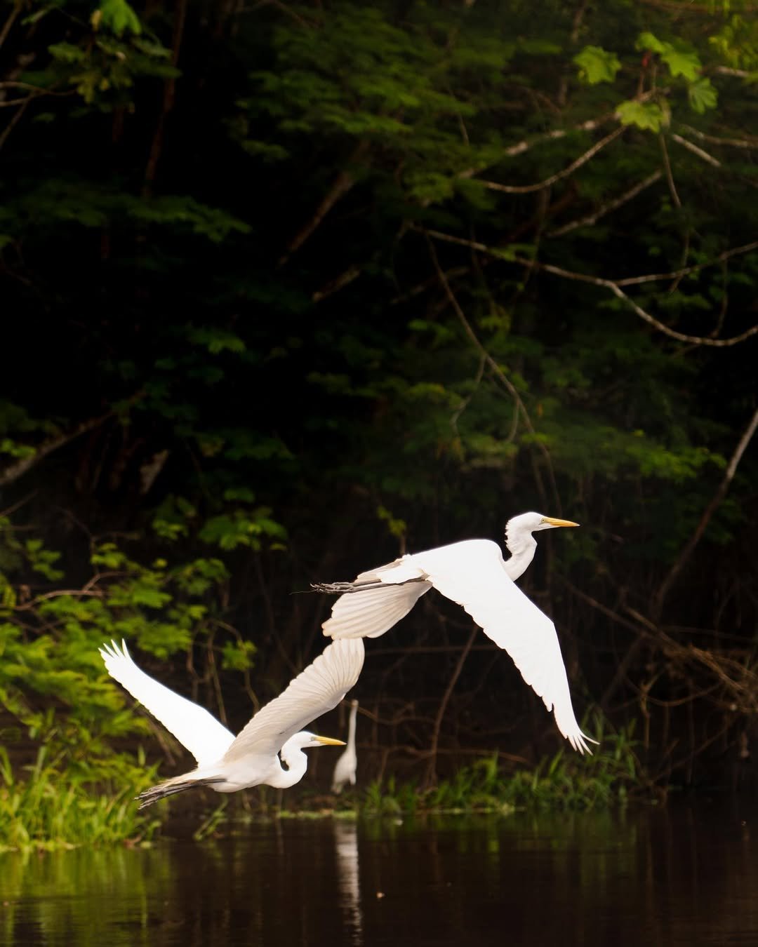 🇪🇸Hemos vuelto del Amazonas de Peru❤️Han sido cuatro noches increibles donde hemos podido disf 1